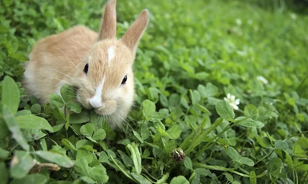 Rabbit on clovers