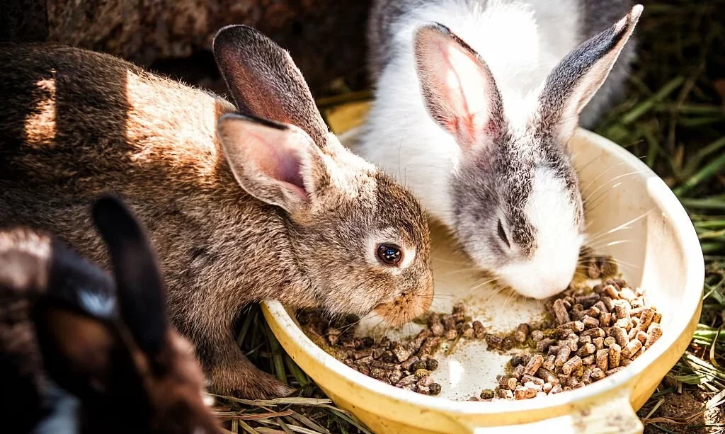 Rabbits eating