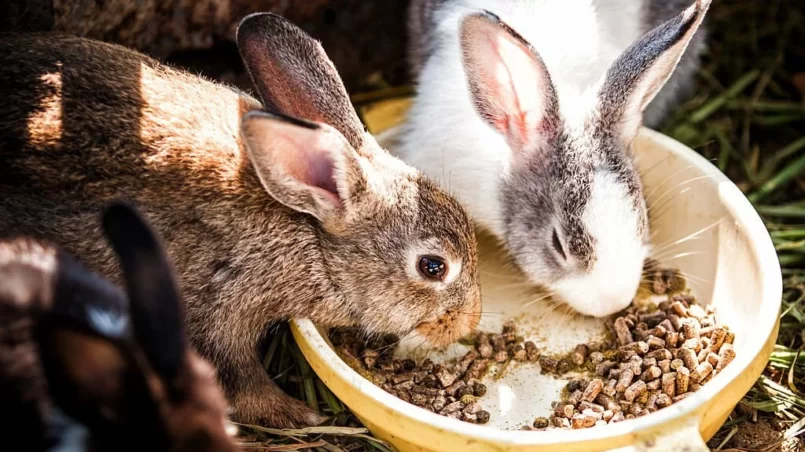 Rabbits eating