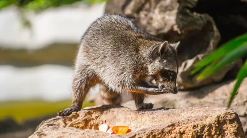 Racoon eating on the stone