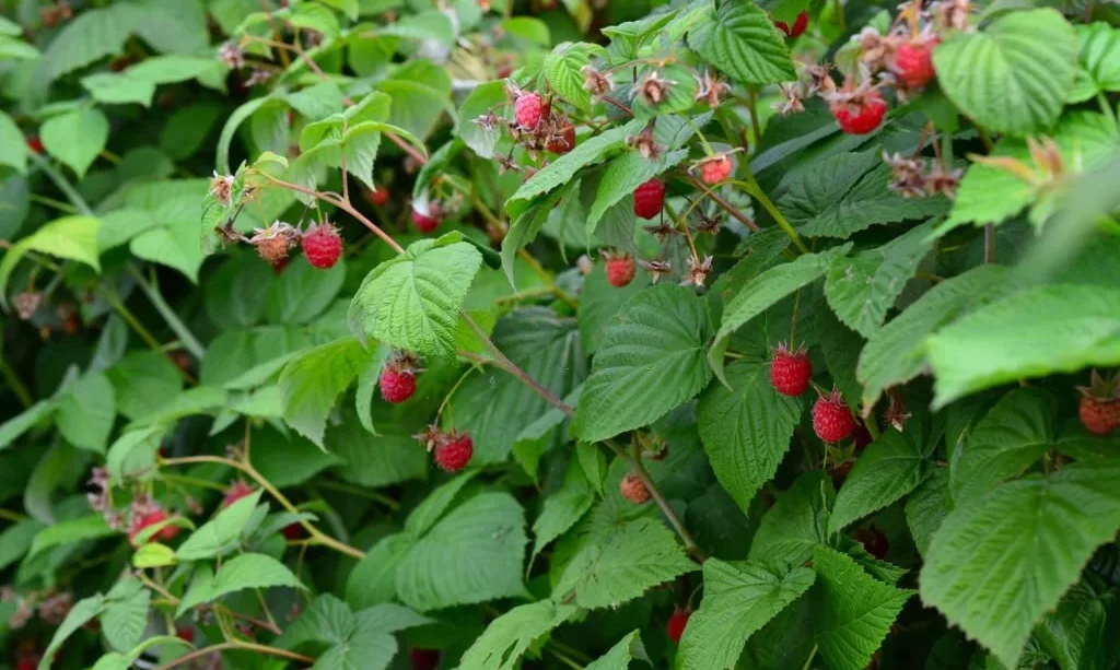 Raspberry bush with green leaves and red berries