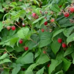 Raspberry bush with green leaves and red berries