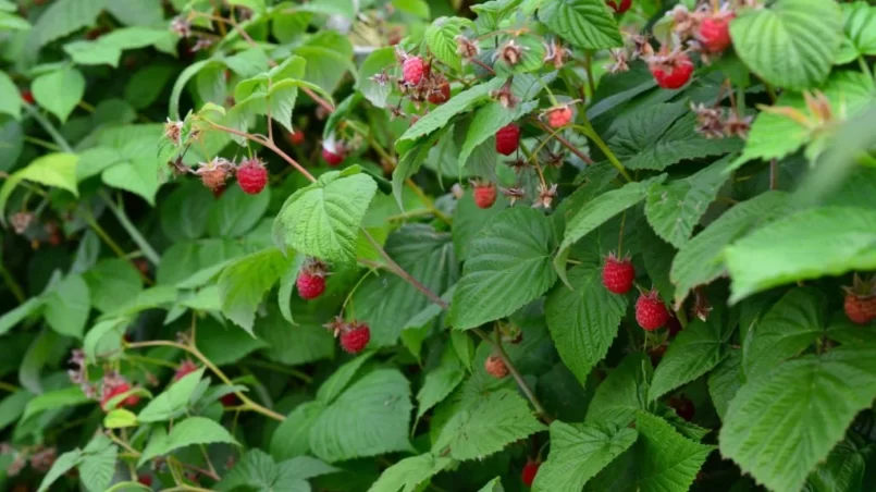 Raspberry bush with green leaves and red berries