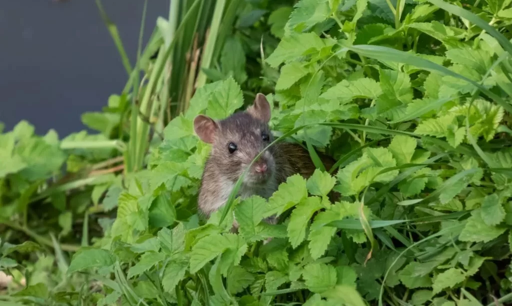 Rat among green leaves