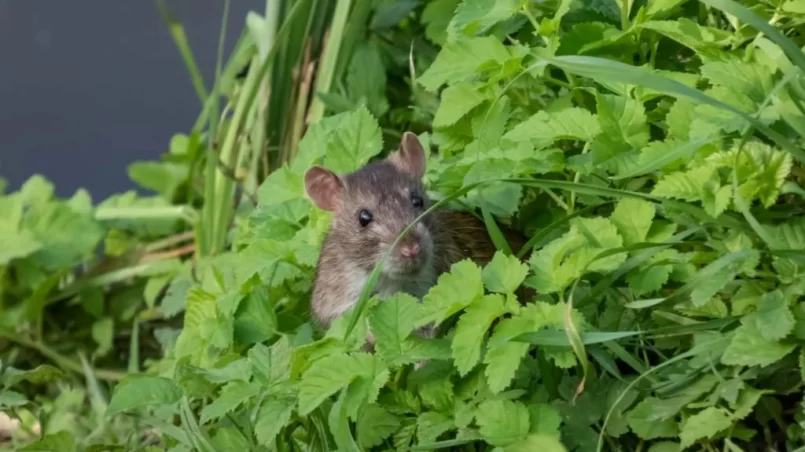 Rat among green leaves