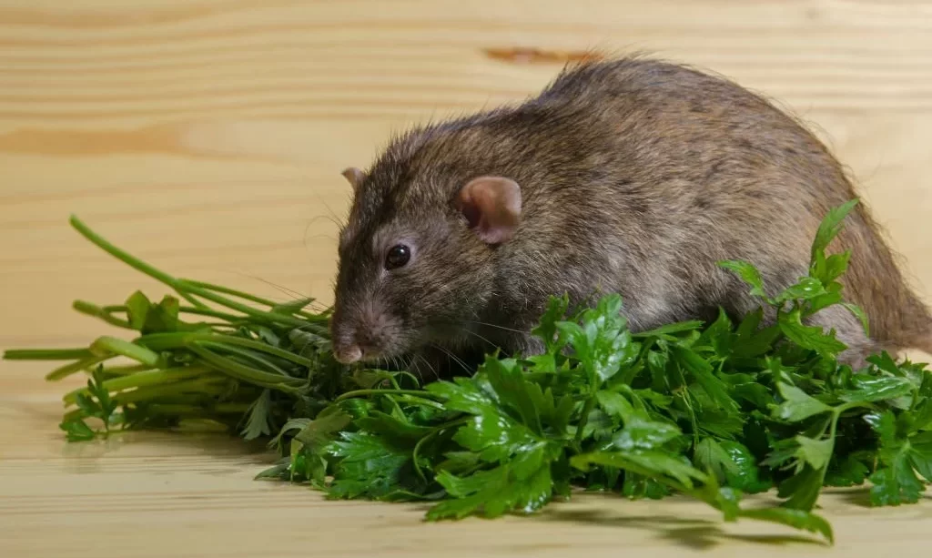 Rat eating parsley