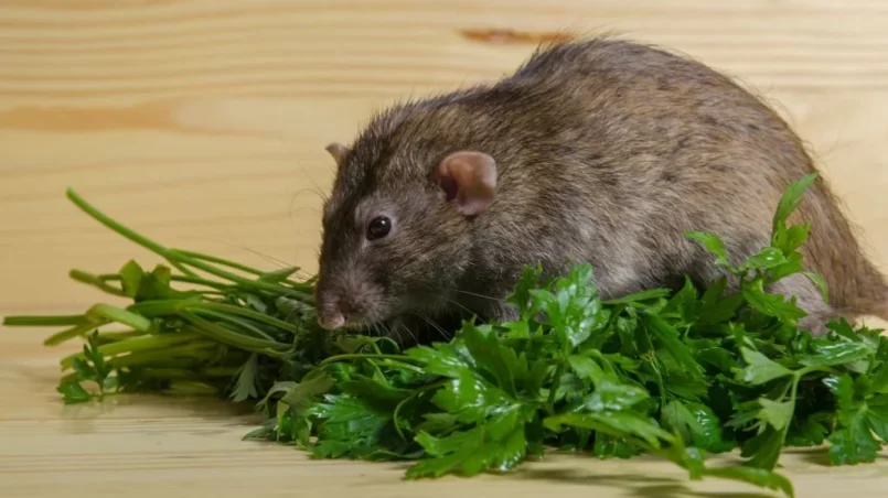 Rat eating parsley