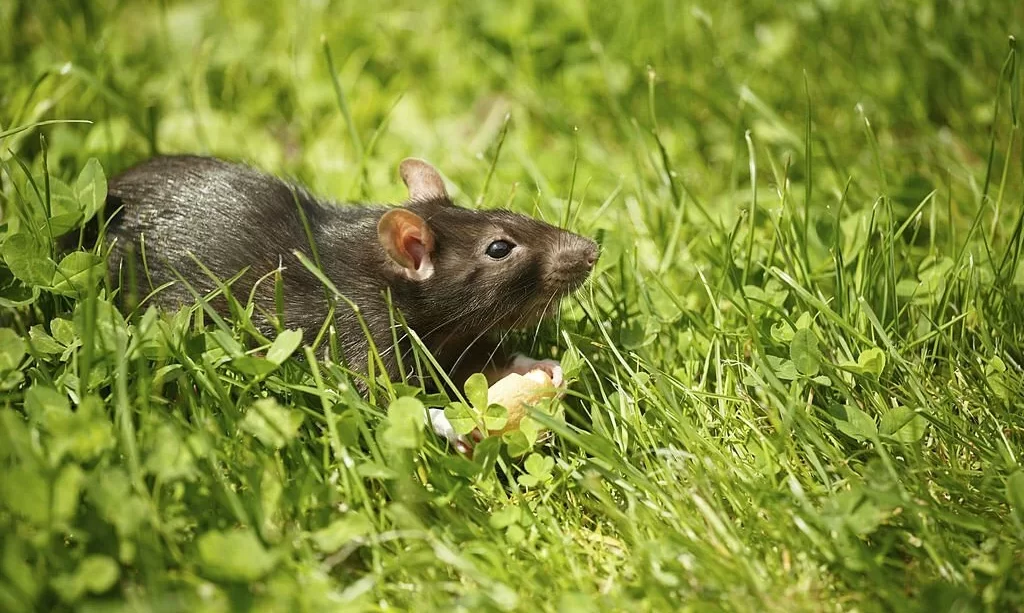 Rat in grass