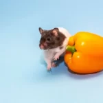 Rat near orange bell pepper
