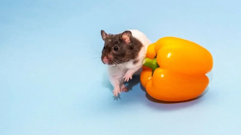 Rat near orange bell pepper