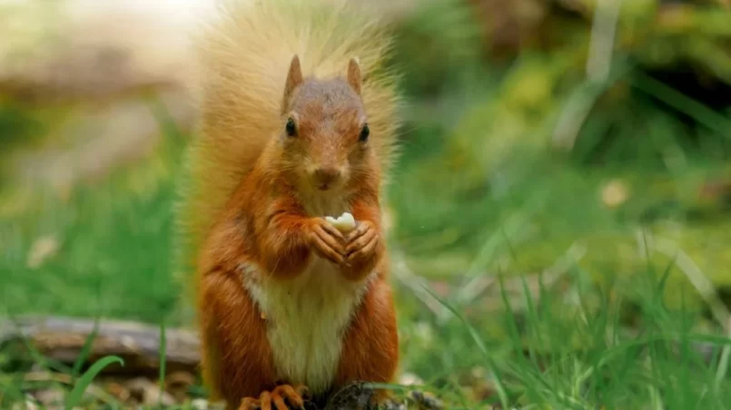 Red Squirrel (Sciurus vulgaris)