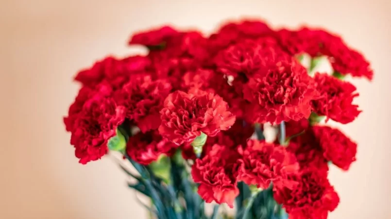 Red carnations