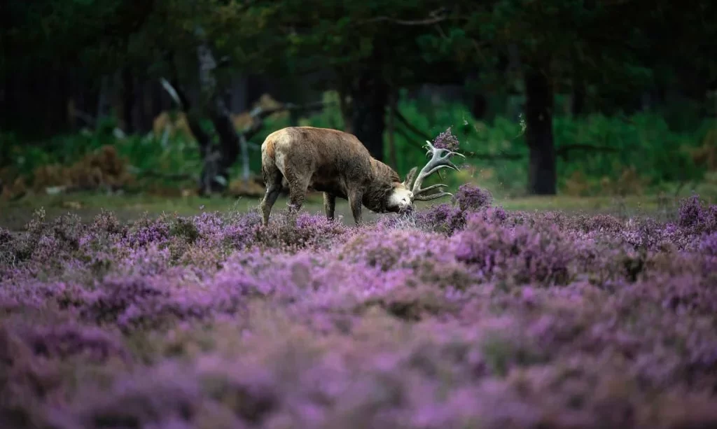 Red deer tossing with antlers in heather bushes