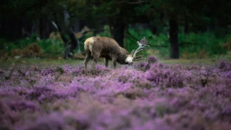 Red deer tossing with antlers in heather bushes