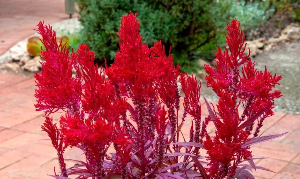 Red dragon’s breath celosia growing in pot
