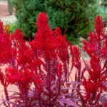 Red dragon’s breath celosia growing in pot