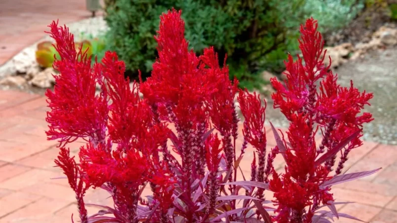 Red dragon’s breath celosia growing in pot