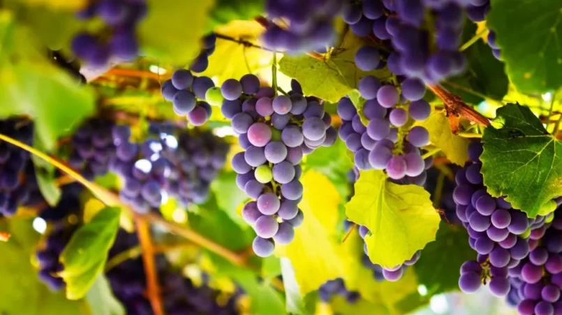 Red grapes in the vineyard