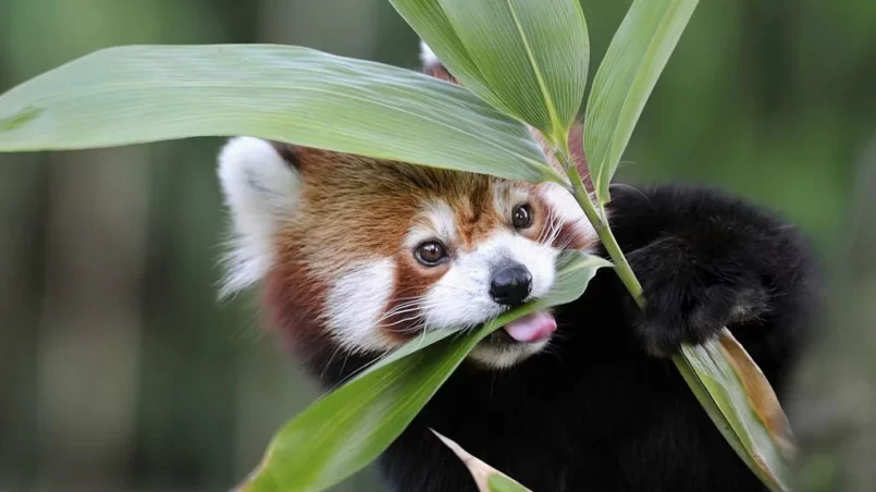 Red panda eating bamboo