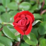 Red rose in bloom with dew drops