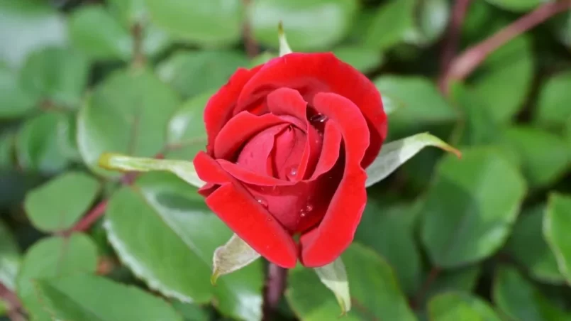 Red rose in bloom with dew drops