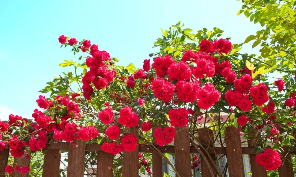 Red roses over the fence