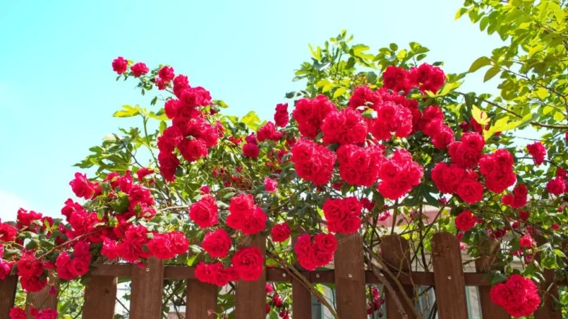 Red roses over the fence