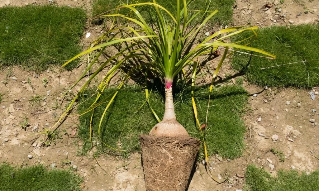 Repotting Ponytail palm