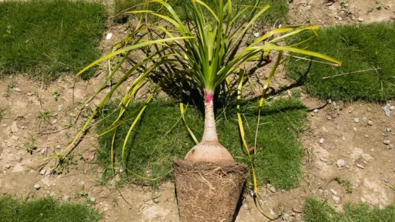 Repotting Ponytail palm