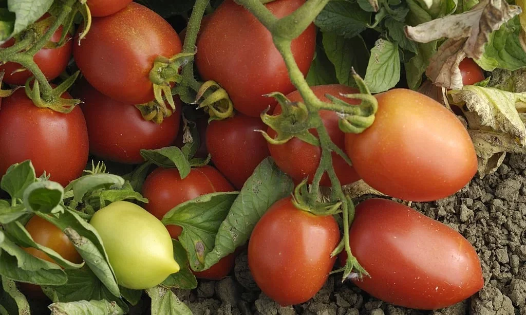 Ripening Roma Tomatoes