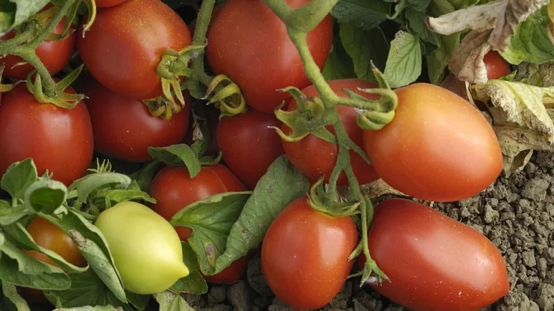 Ripening Roma Tomatoes