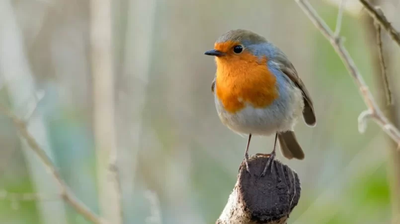 Robin on perch