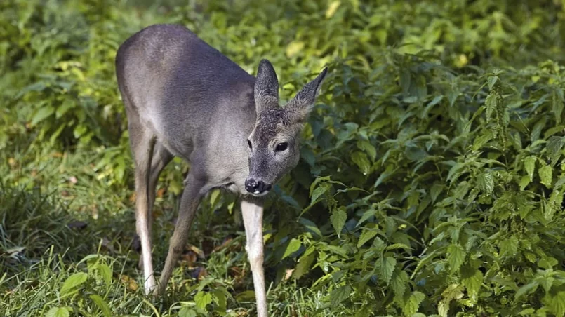 Roe-deer