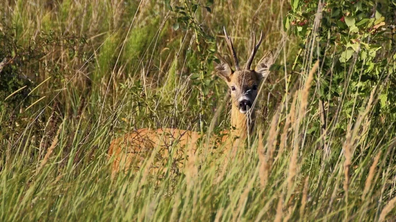 Roe deer buck