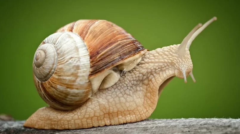 Roman Snail (Helix pomatia) on piece of wood