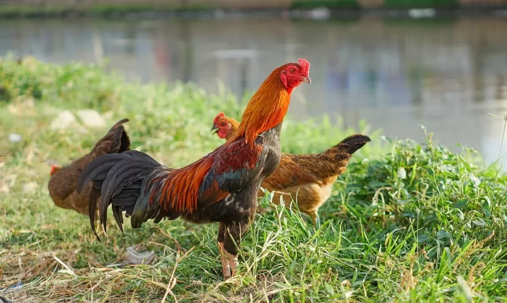 Rooster and hen near the river