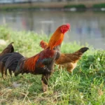 Rooster and hen near the river