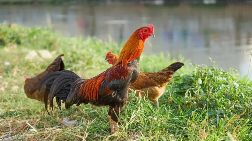 Rooster and hen near the river