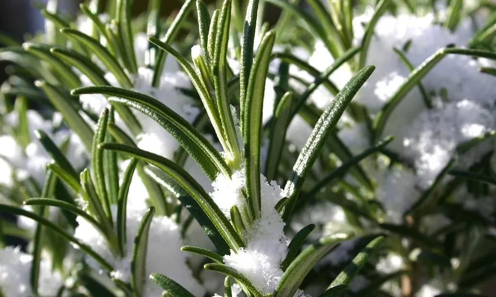 Rosemary in winter