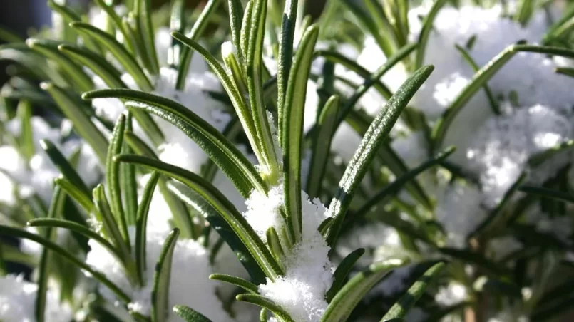 Rosemary in winter