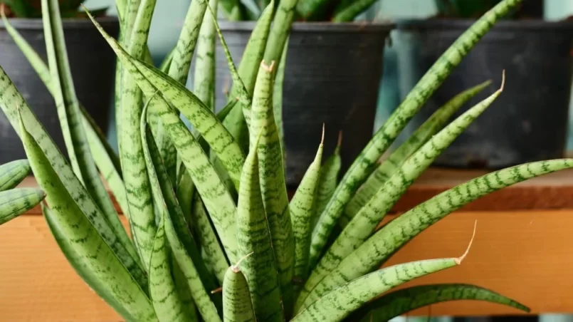 Sansevieria Cylindrica plant