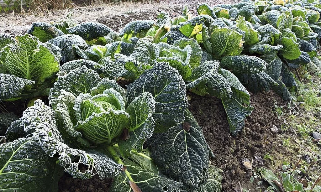 Savoy cabbage covered with frost