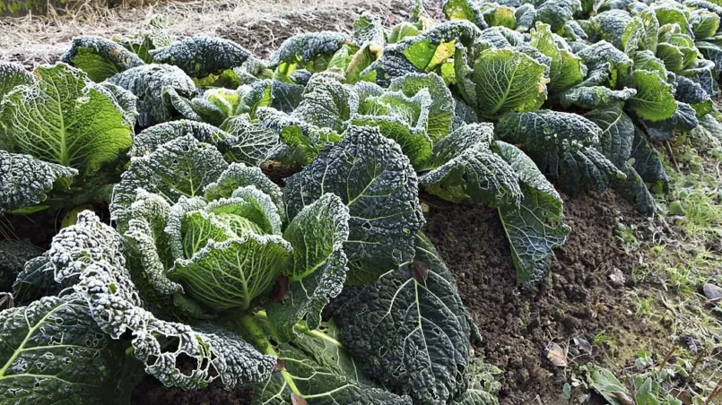 Savoy cabbage covered with frost