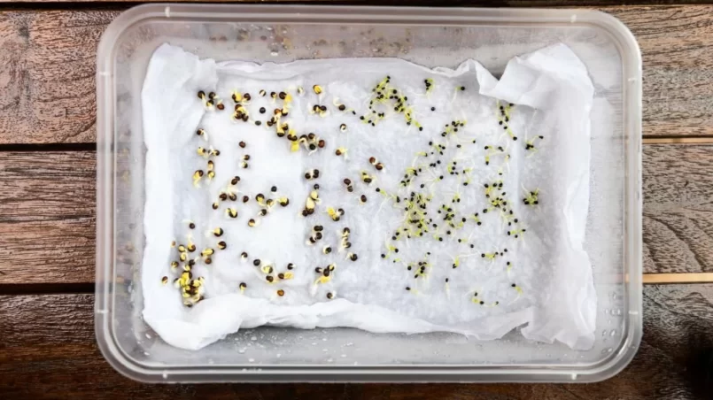 Seeds are placed in moist water soaked kitchen towel to germinate in container