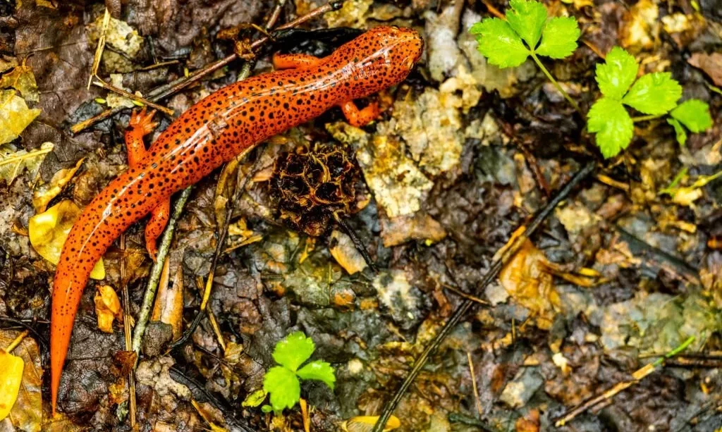 Shiny Red Salamander