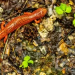 Shiny Red Salamander
