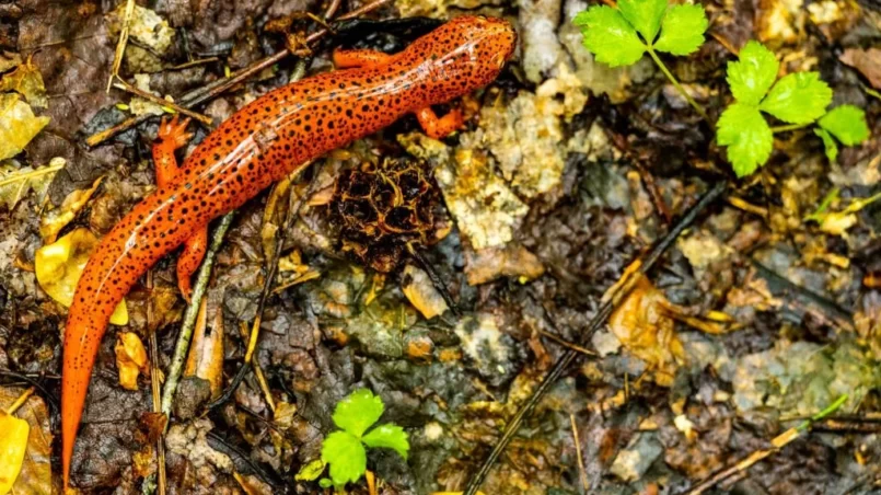 Shiny Red Salamander