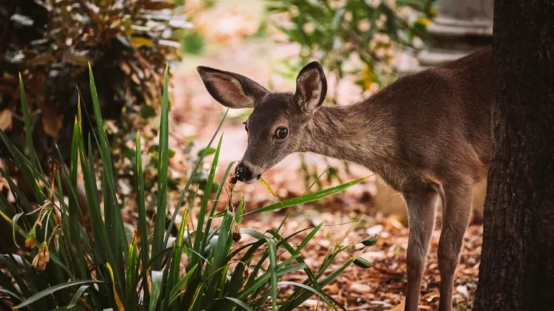 Shy Fawn