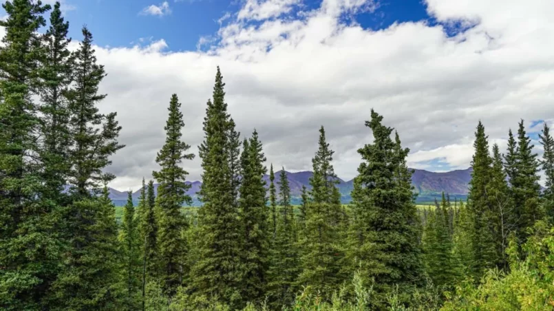 Sitka Spruce trees