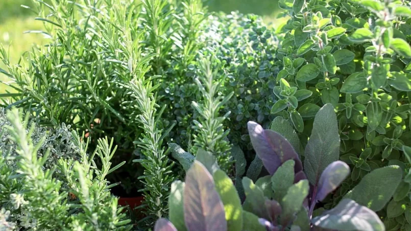 Small herb garden